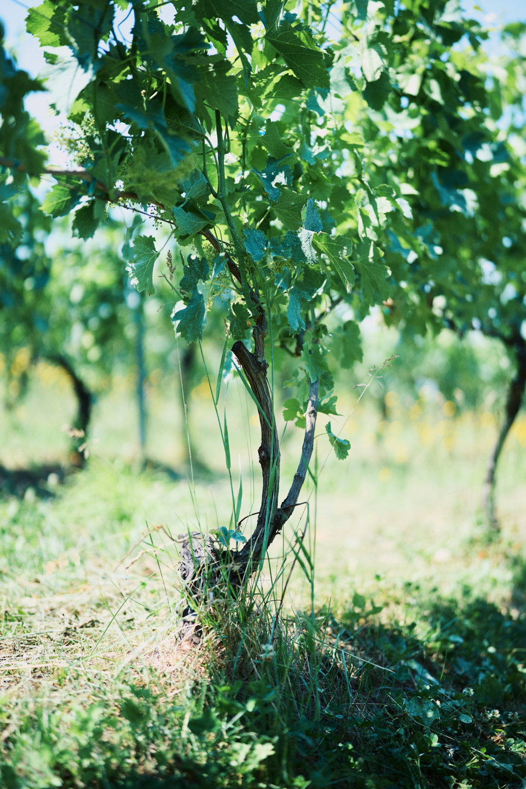 Sawaki Ryohei | 澤木亮平, Home image