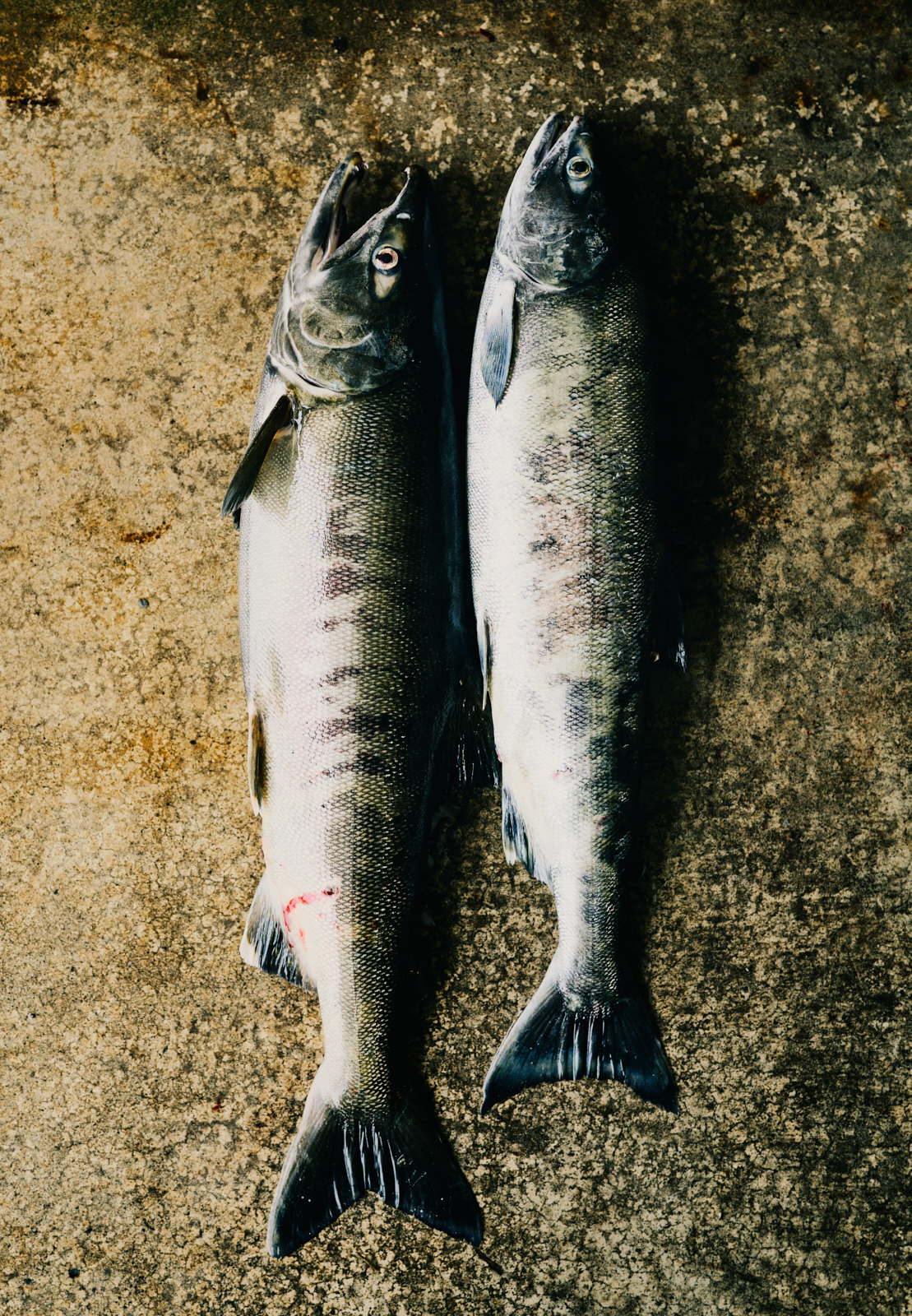 Sawaki Ryohei | 澤木亮平, Home image