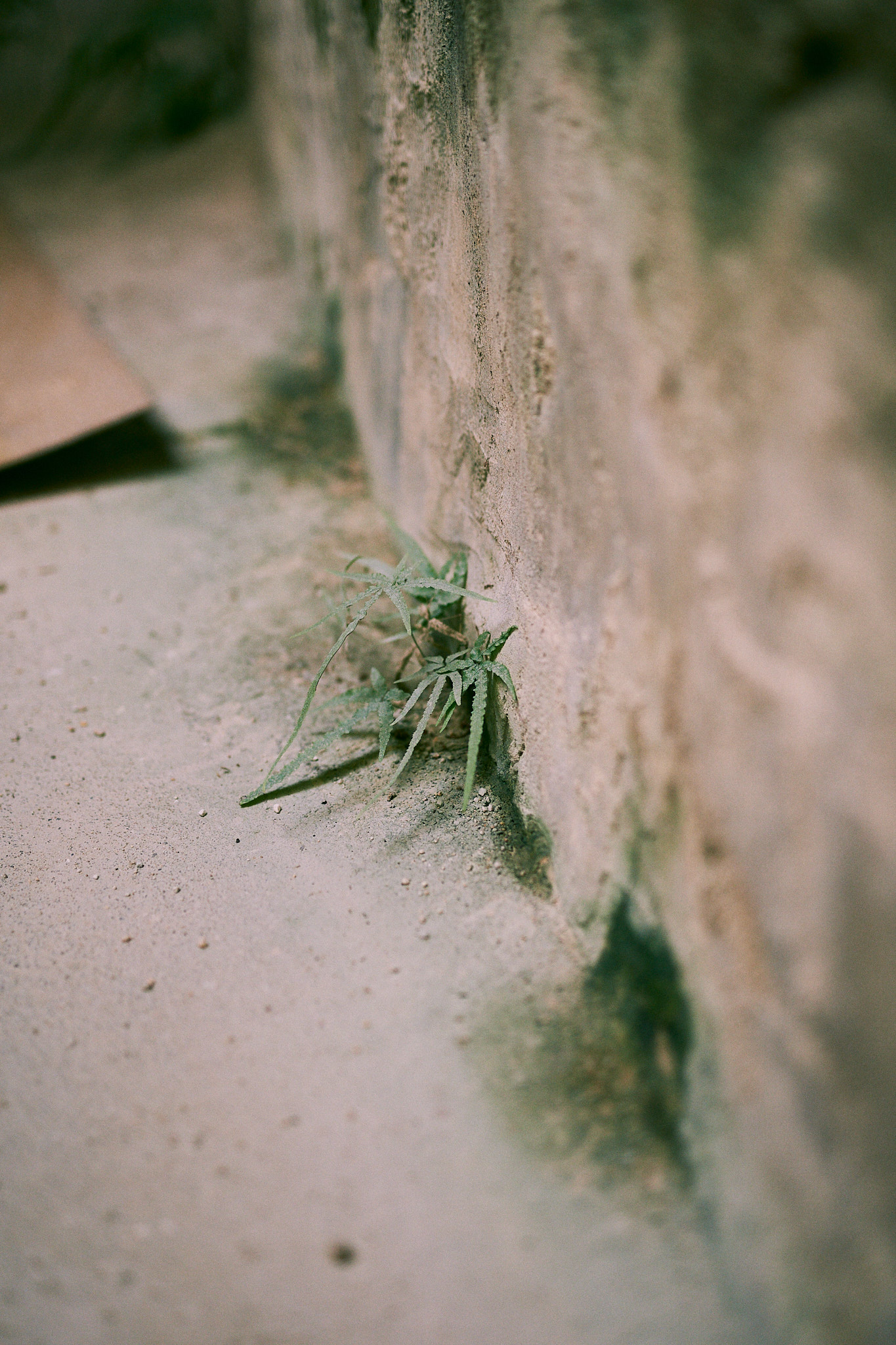 Sawaki Ryohei | 澤木亮平, Arita image