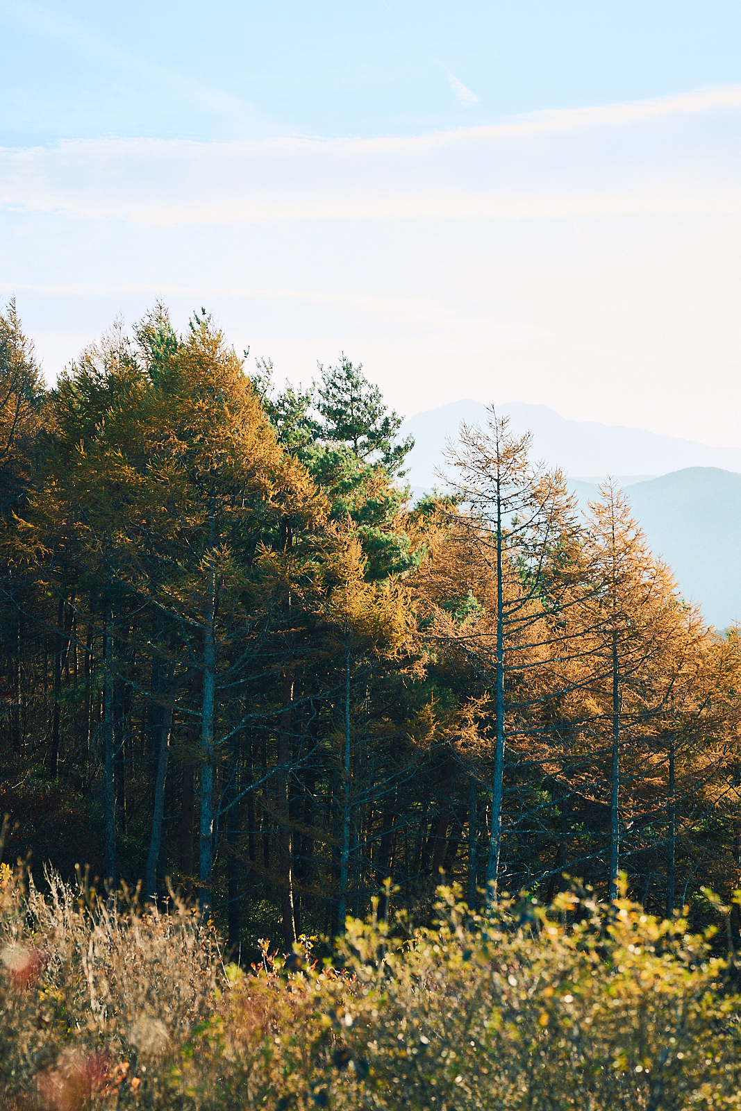 Sawaki Ryohei | 澤木亮平, JINBA image