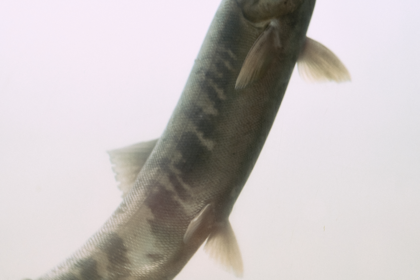 Sawaki Ryohei | 澤木亮平, Sake image