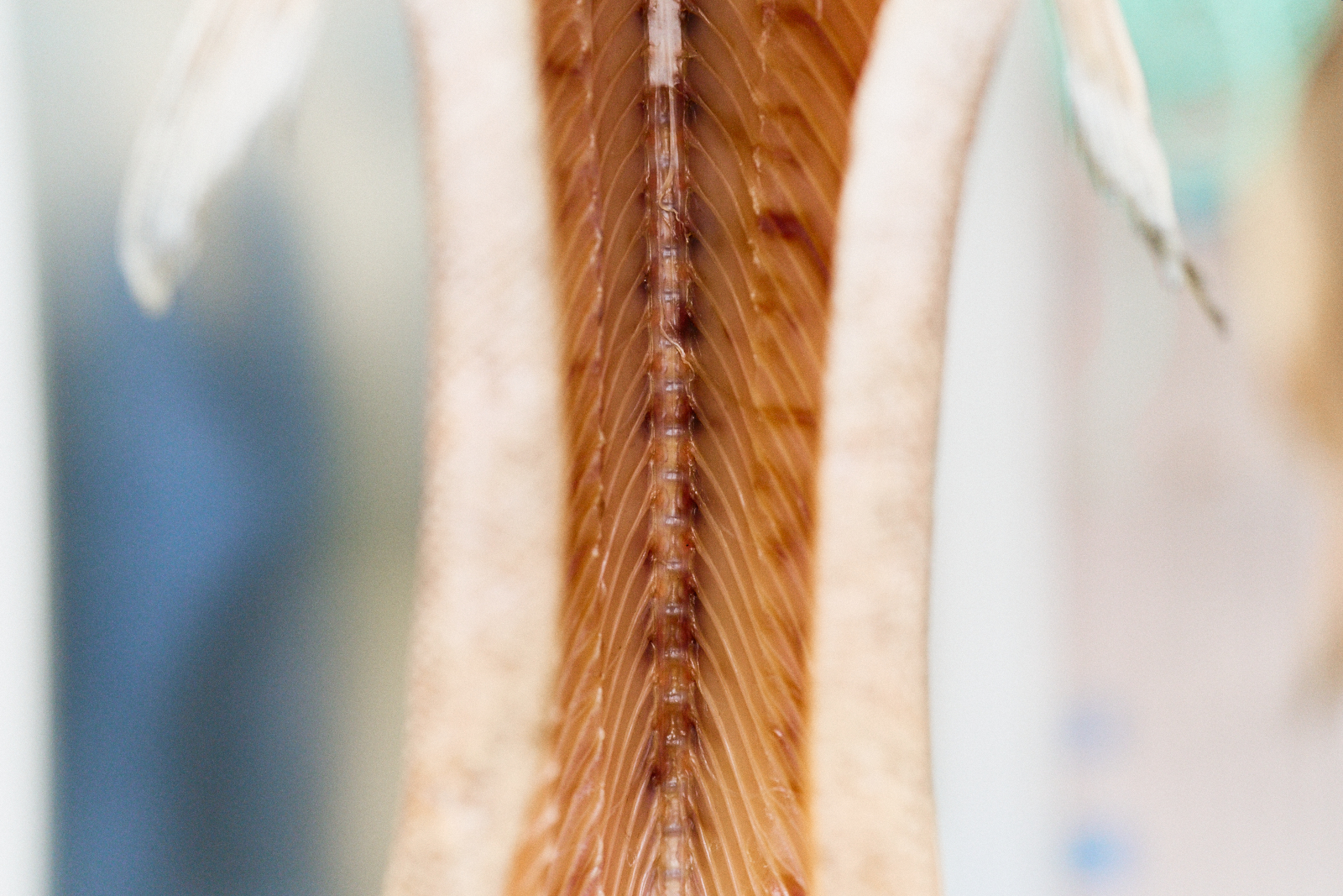 Sawaki Ryohei | 澤木亮平, Works image