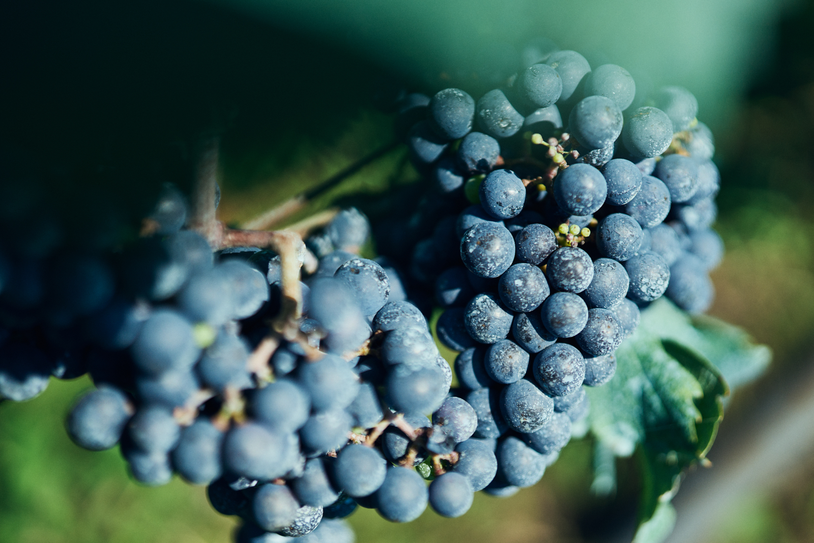 Sawaki Ryohei | 澤木亮平, Tainai winery image