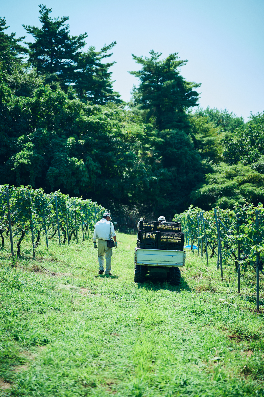 Sawaki Ryohei | 澤木亮平, Tainai winery image