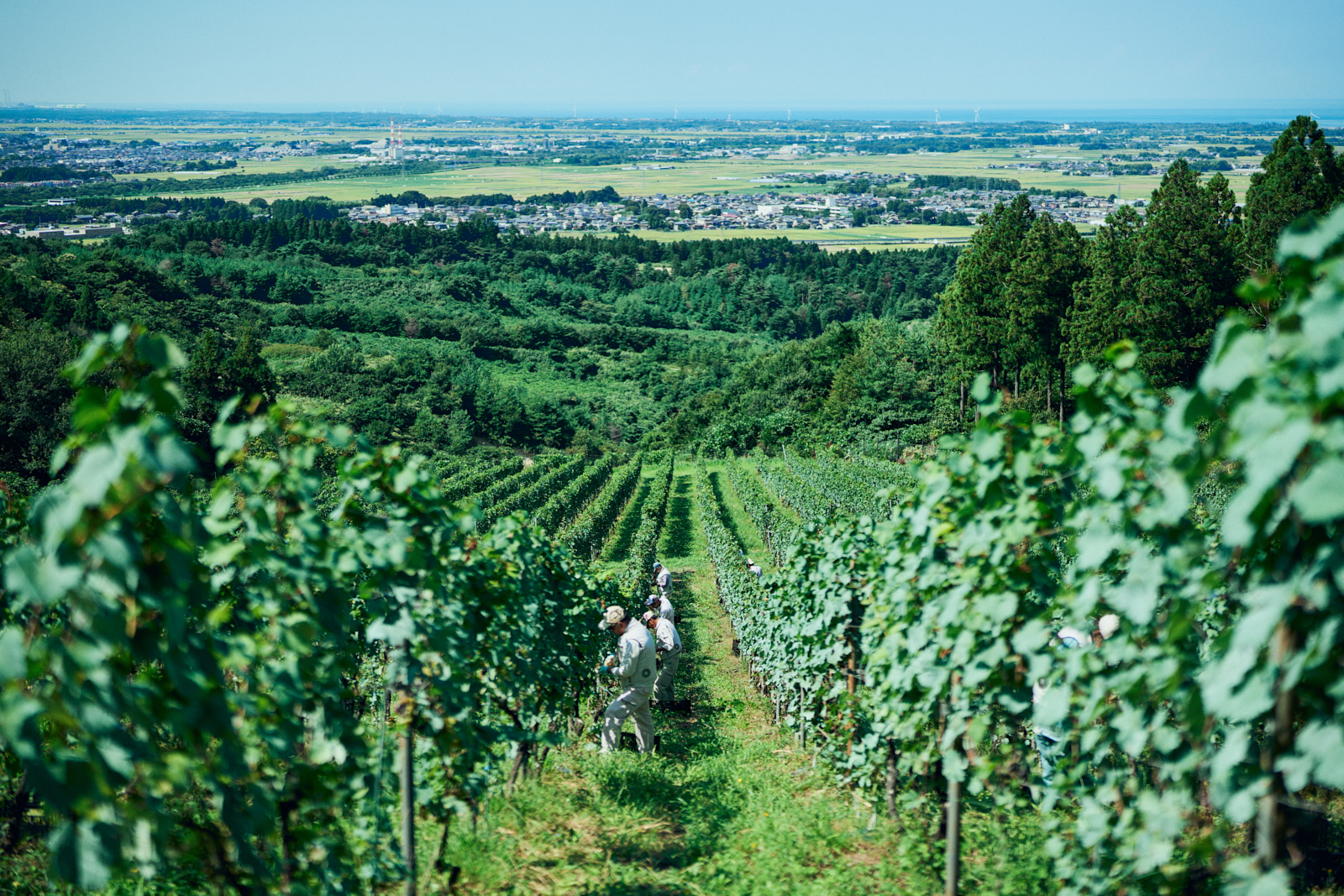 Sawaki Ryohei | 澤木亮平, Tainai winery image