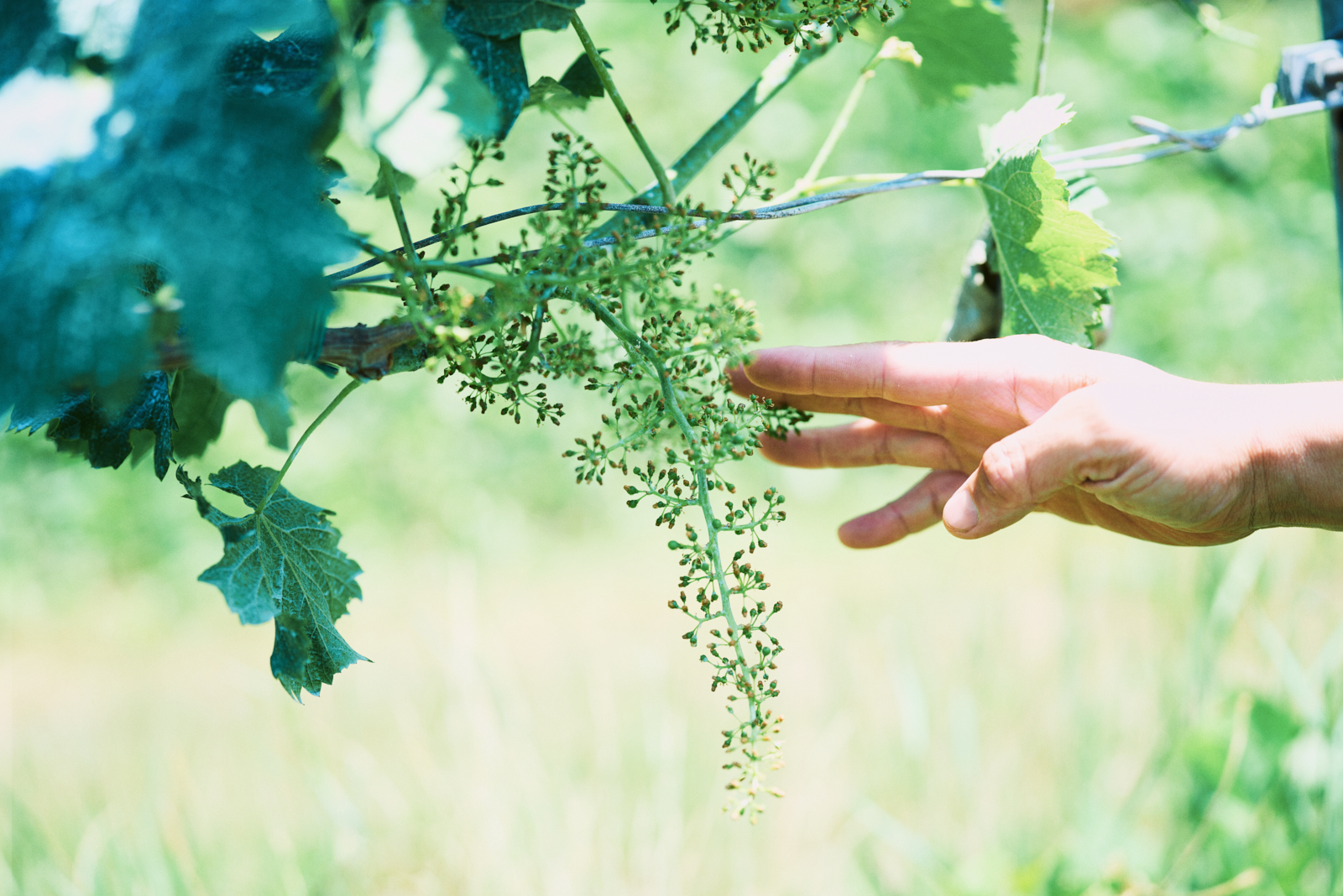 Sawaki Ryohei | 澤木亮平, Tainai winery image