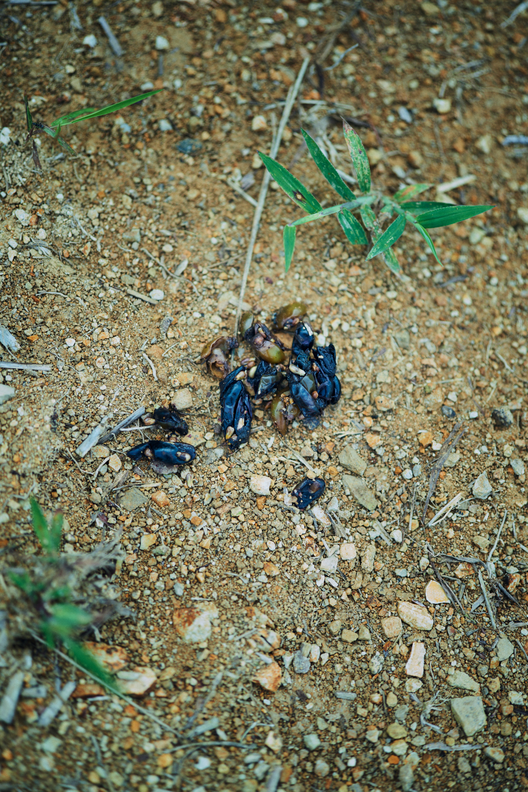 Sawaki Ryohei | 澤木亮平, Tainai winery image