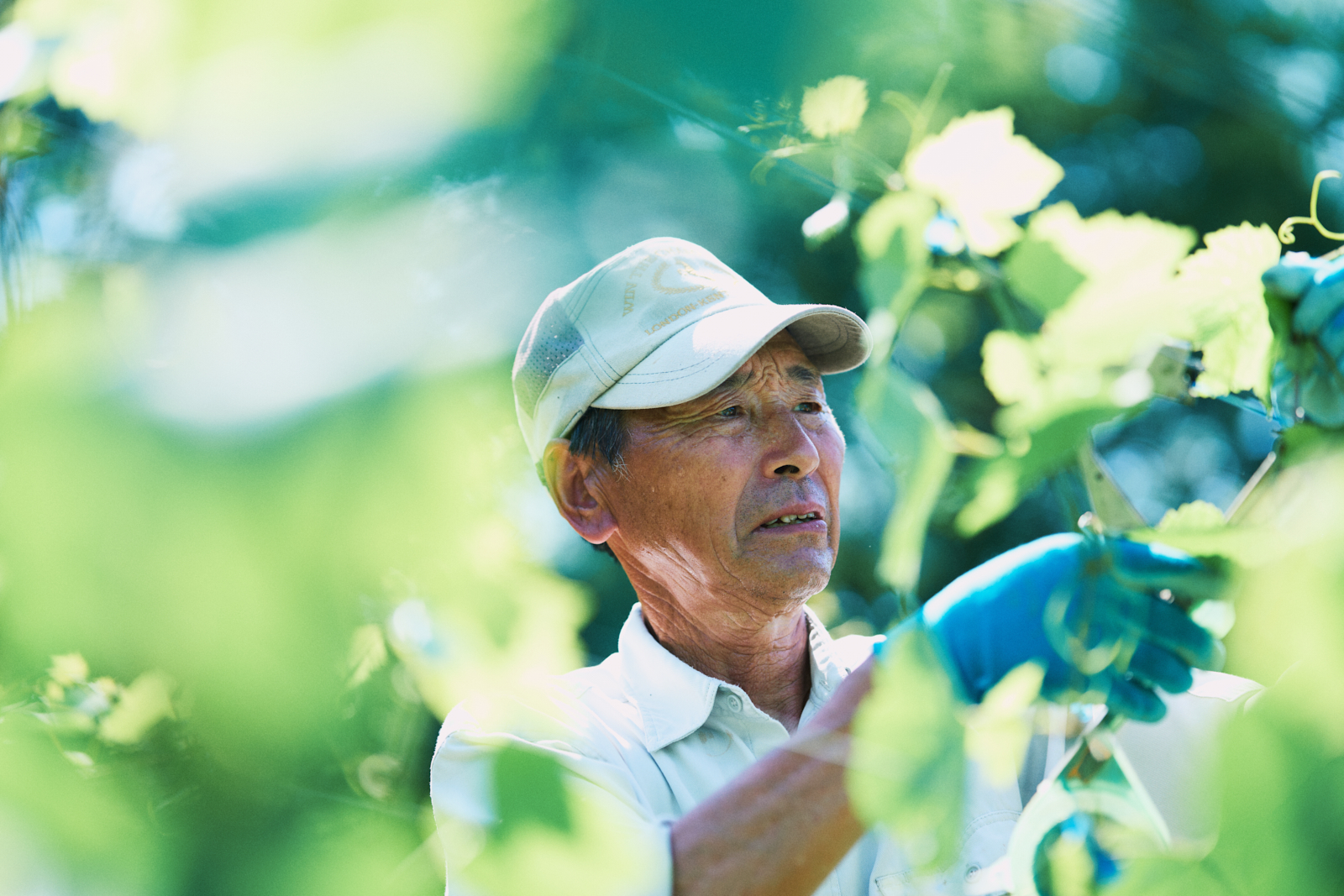 Sawaki Ryohei | 澤木亮平, Tainai winery image
