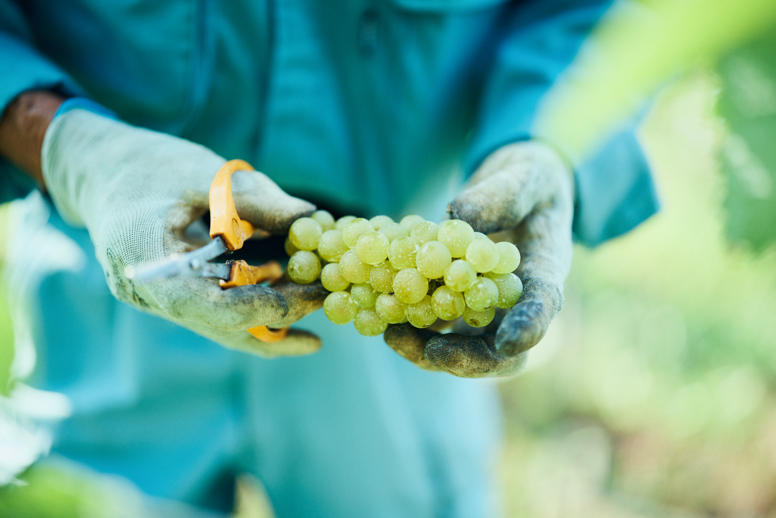 Sawaki Ryohei | 澤木亮平, Tainai winery image