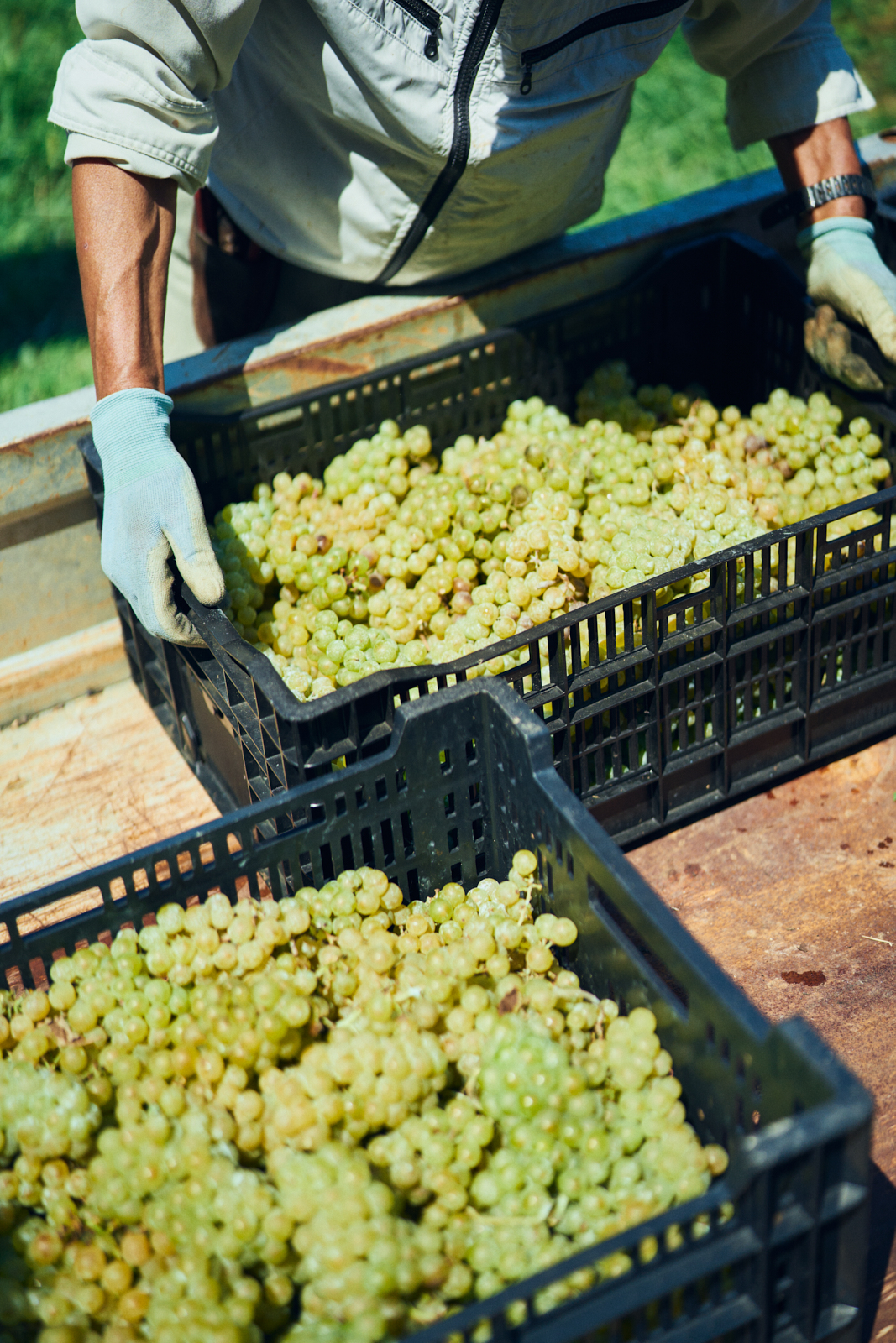 Sawaki Ryohei | 澤木亮平, Tainai winery image