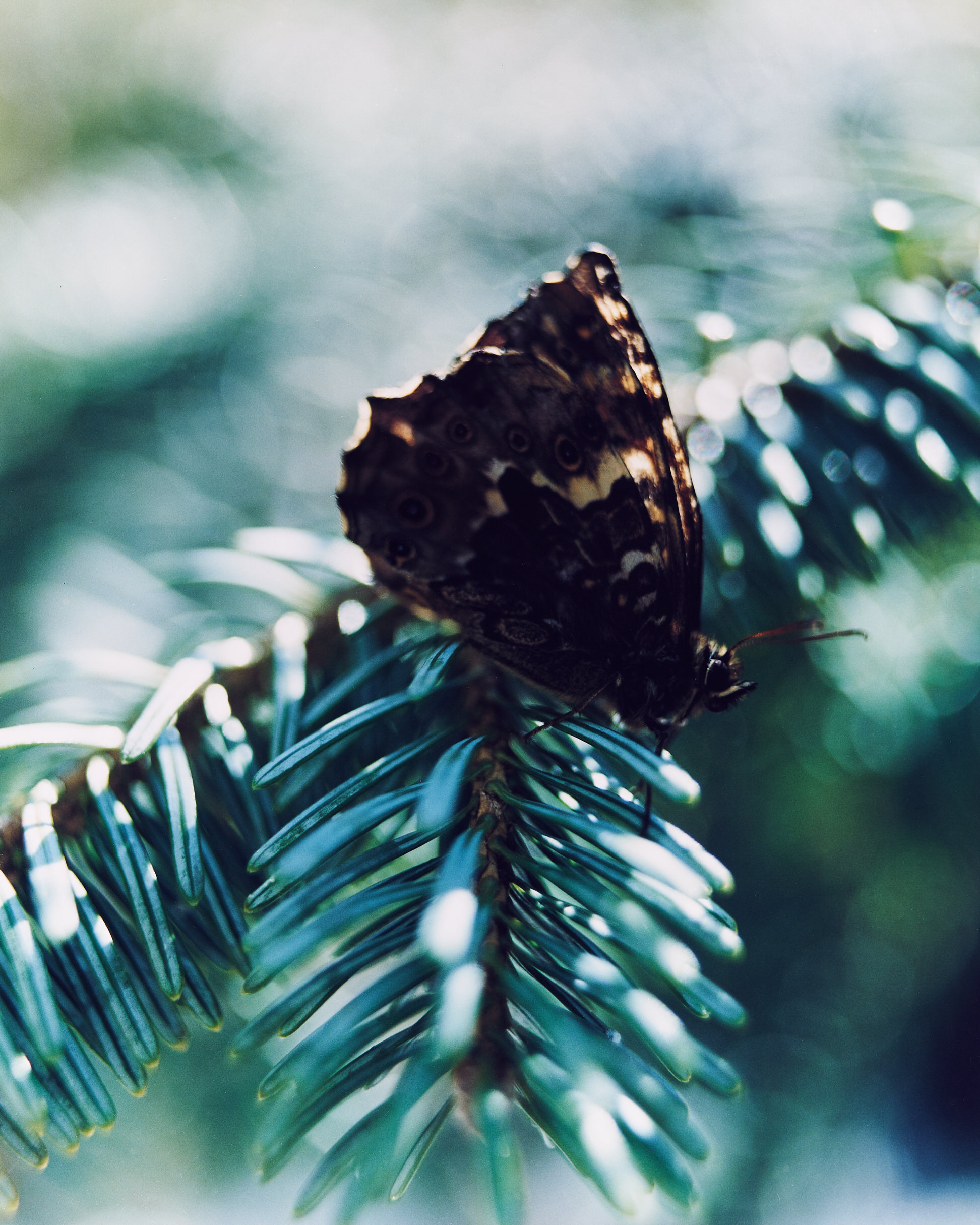 Sawaki Ryohei | 澤木亮平, Trout image