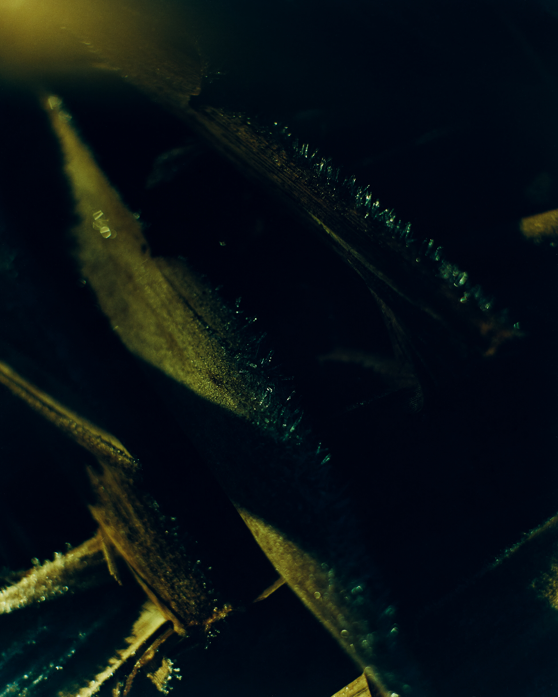 Sawaki Ryohei | 澤木亮平, Trout image