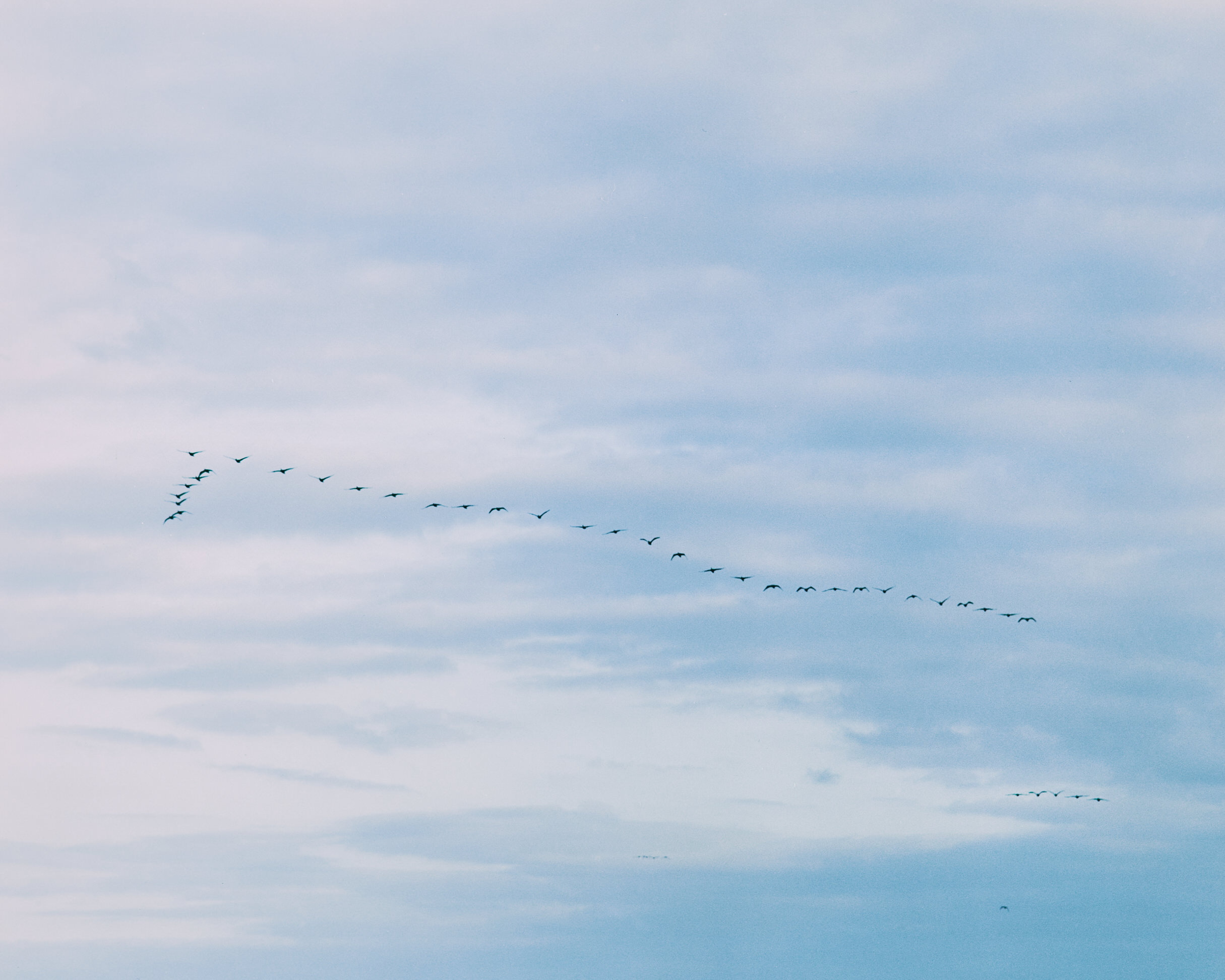 Sawaki Ryohei | 澤木亮平, Trout image