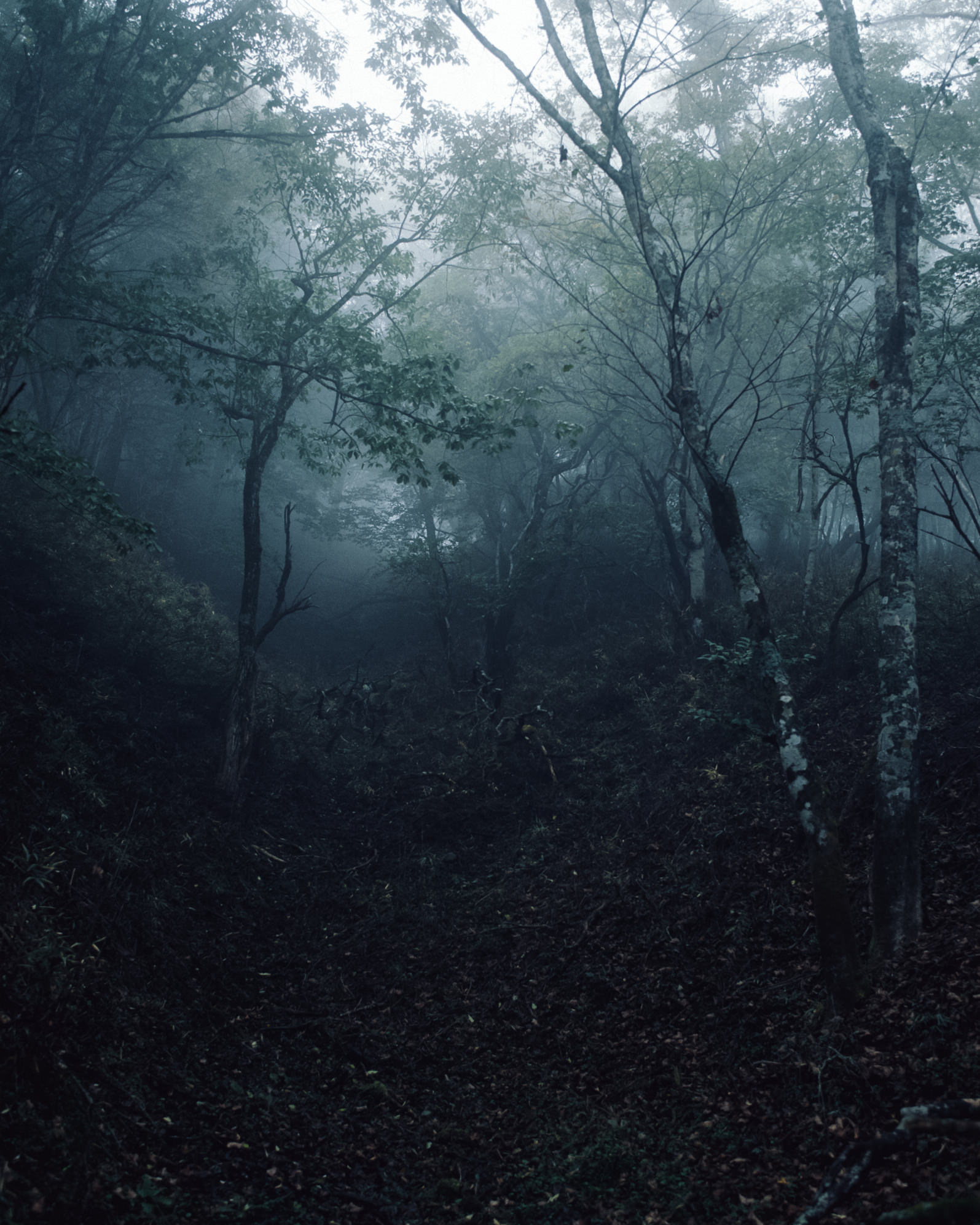 Sawaki Ryohei | 澤木亮平, Trout image