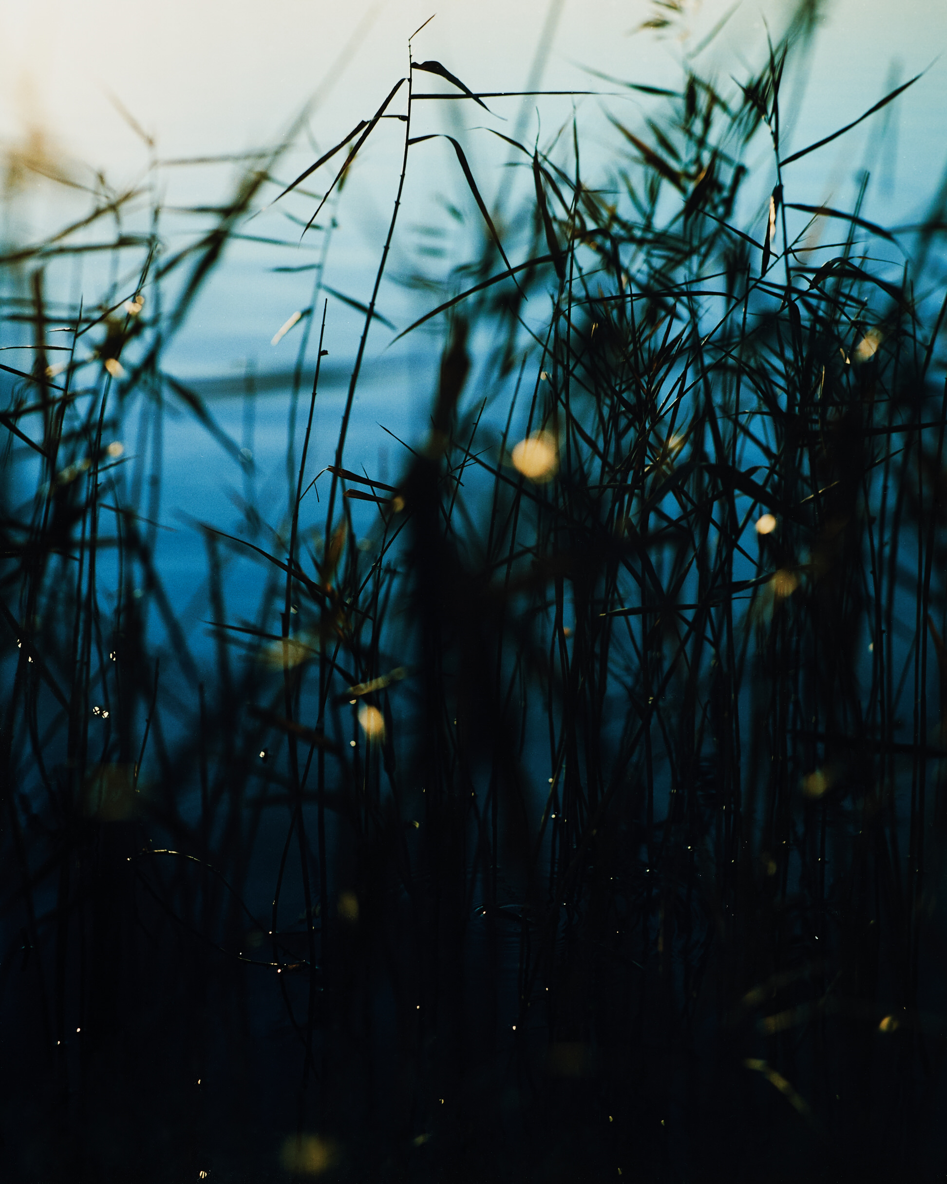 Sawaki Ryohei | 澤木亮平, Trout image