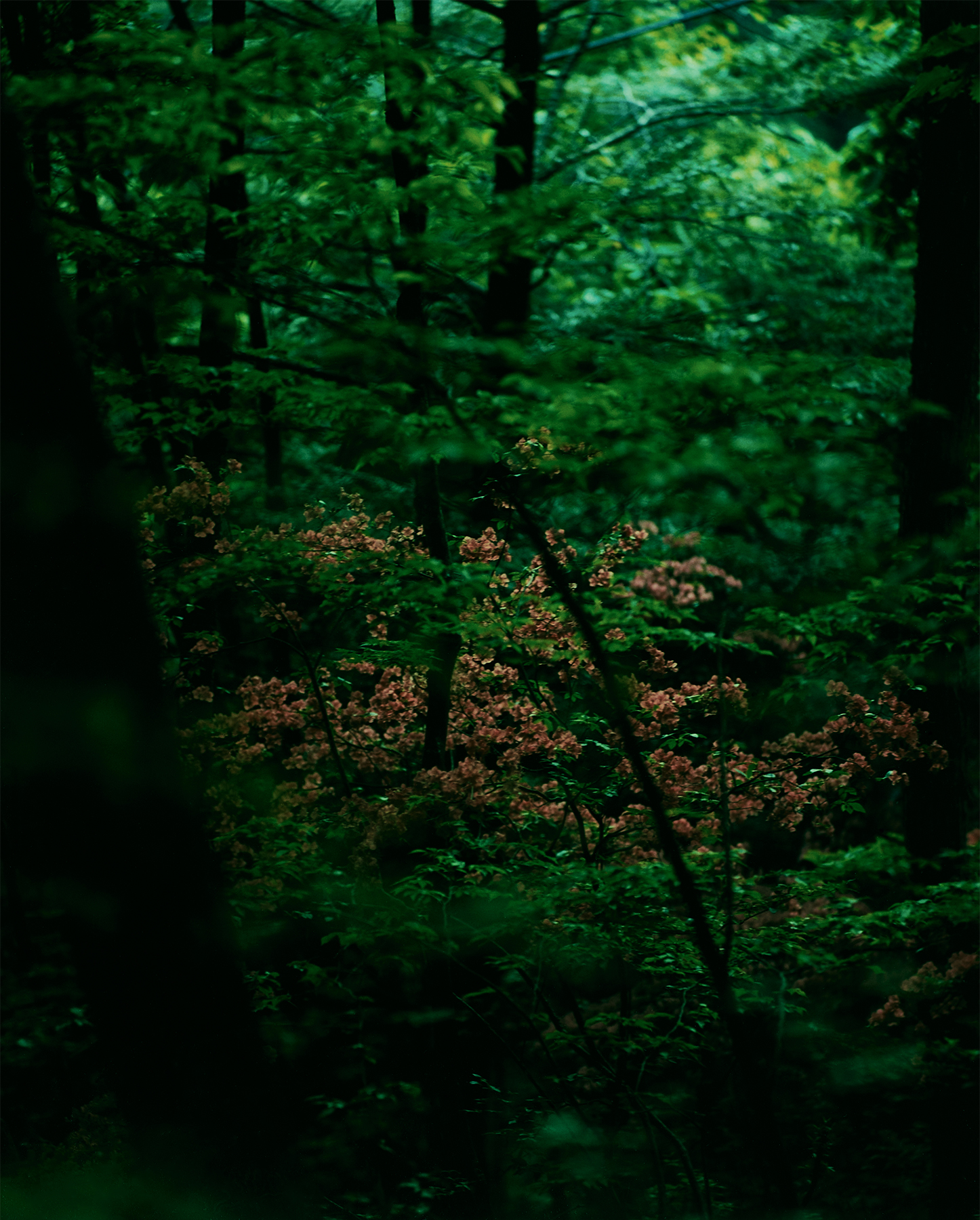 Sawaki Ryohei | 澤木亮平, Yama-dzuri image